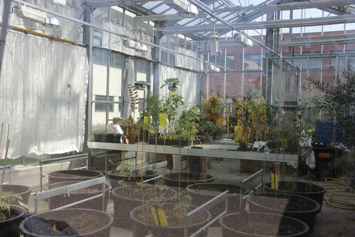 Serres de recherche agronomique sur le site d'Agroparc à Avignon