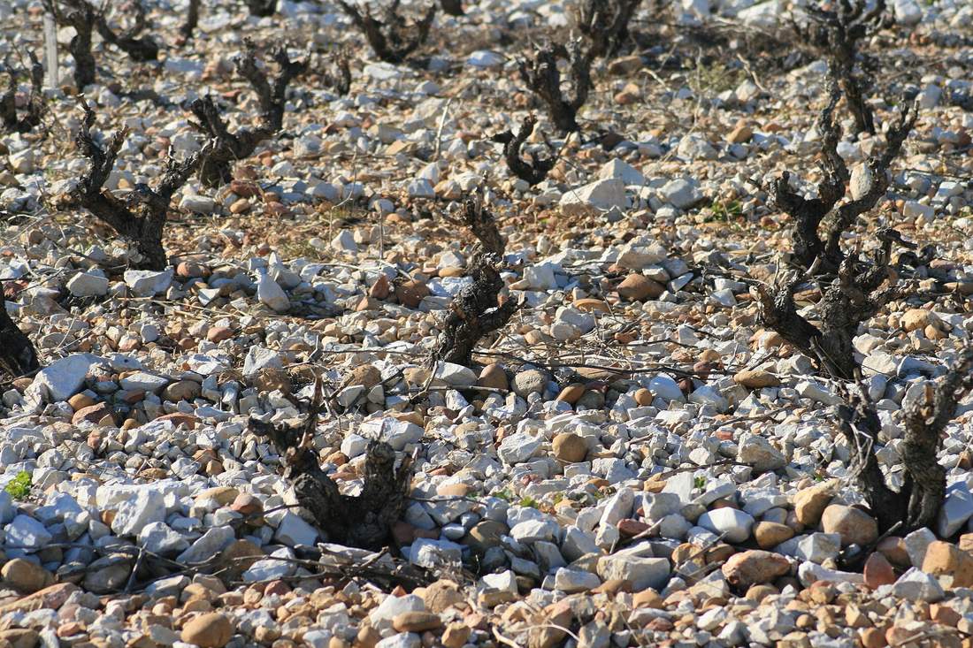 Ceps de vigne dans un sol de galets roulés à Châteauneuf-du-Pape