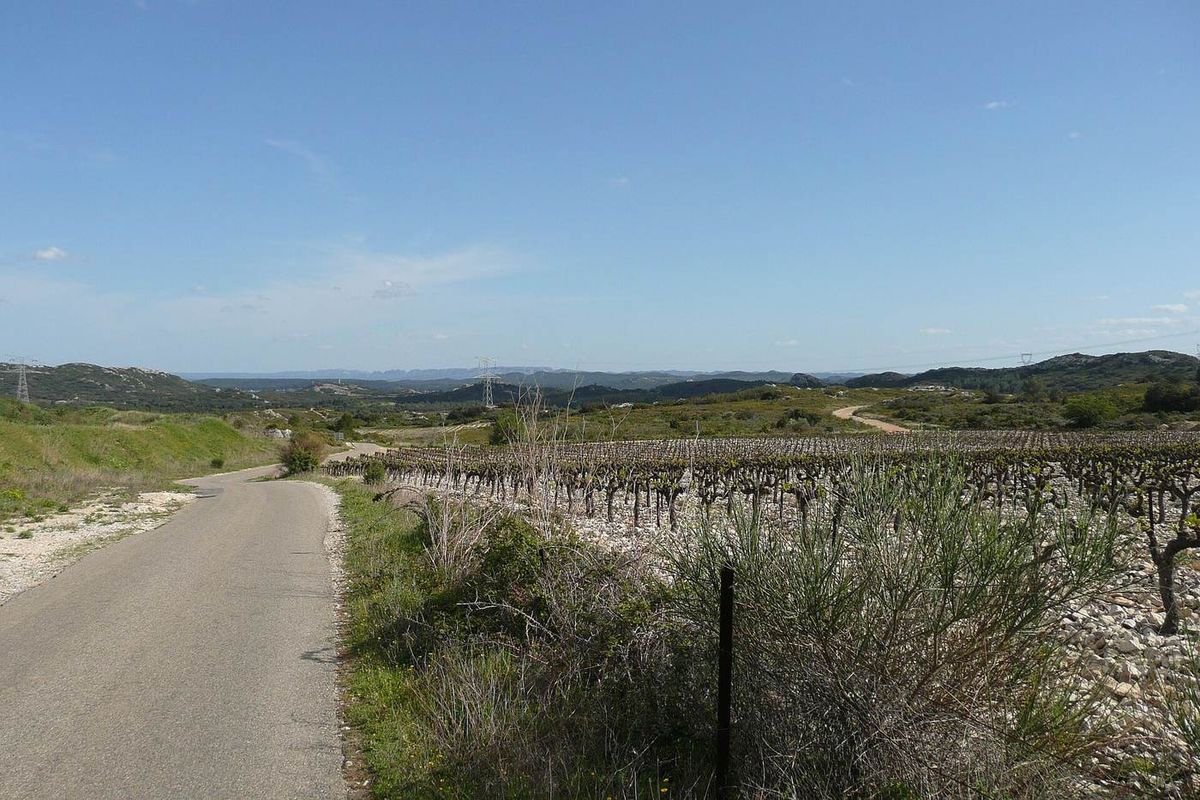 Paysage de vignes et de garrigue près de Saze, avec les Alpilles à l'horizon